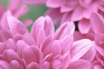 close up of pink dahlia flower gerbera blossom in bloom