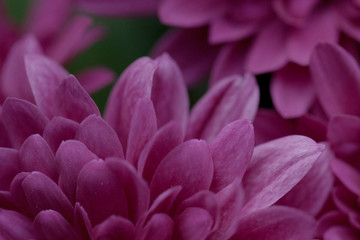 close up of pink dahlia flower gerbera blossom in bloom