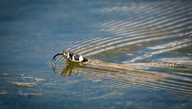 Old female European grass snake (Natrix natrix) swimming in the water and "feeling" the air with his forked tongue.