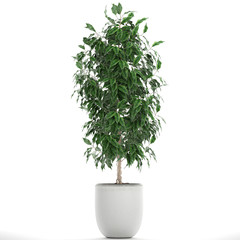 decorative Ficus benjamina in a white pot Isolated on a white background