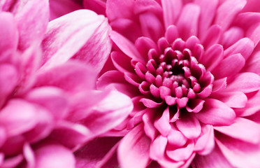 close up of pink dahlia flower gerbera blossom in bloom