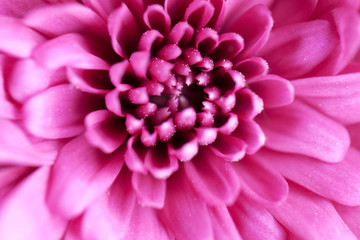 close up of pink dahlia flower gerbera blossom in bloom