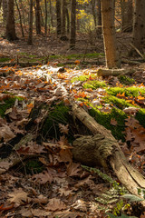 Zoomland Bergen op Zoom