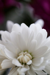 close up of white dahlia flower gerbera blossom in bloom with dark background