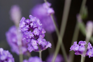 close up of purple lavender blossom in bloom