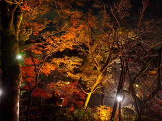 日本、京都、秋、紅葉