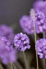 close up of purple lavender blossom in bloom