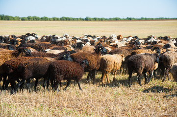 Flock of sheep on the meadow