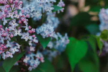 Lilac flowers in the garden. Space for text