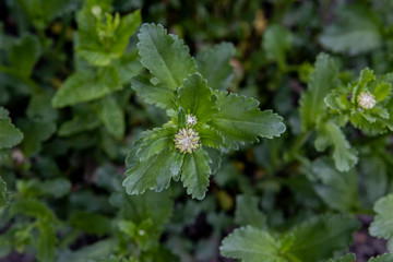 unblown Bud of a flower of wild daisies in the garden
