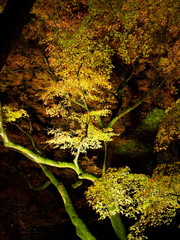 日本、京都、秋、紅葉