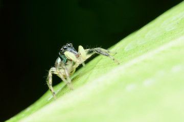 spider small