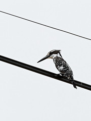Pied Kingfisher (Ceryle rudis) on a wire, Namibia