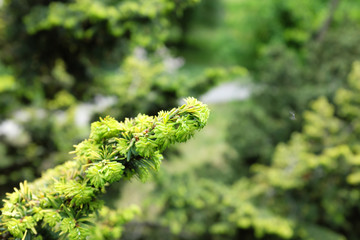 Tsuga canadensis (L.) Carriere (Aueromagrinata), outdoor plants 2020