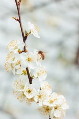 White plum blossom. Tree branches. White background. Bees pollinate trees