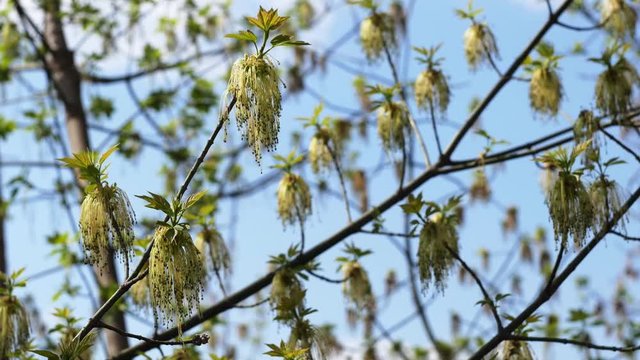 Flowering in April of ash-leaved maple, or Acer negundo in Latin. Long stamens oscillate in the wind. Weedy invasive species tree distributed almost all over the world, originates from North America