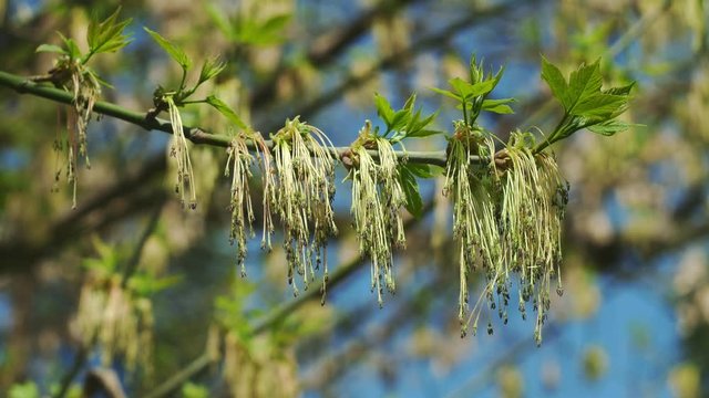 Flowering in April of ash-leaved maple, or Acer negundo in Latin. Long stamens oscillate in the wind. Weedy invasive species tree distributed almost all over the world, originates from North America