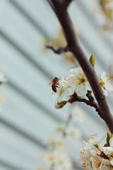 White plum blossom. Tree branches. White background. Bees pollinate trees