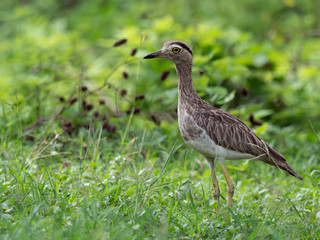 Closeup of a double-striped thick-knee (Burhinus bistriatus) standing in grass, Costa Rica