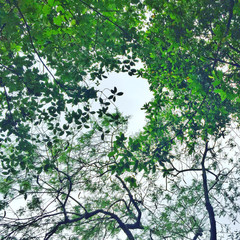 Cloudy sky with green leaves. Just captured a beautiful nature :)