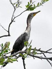 Juvenile Neotropic Cormorant (Phalacrocorax brasilianus) perched on a tree against a white background, Costa Rica