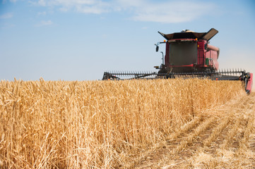 Combine harvester harvests ripe wheat