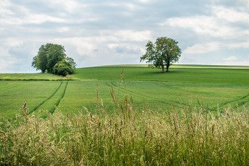 Fahrspuren im Getreidefeld 