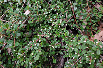 Cotoneaster horizontalis Decne (Rosaceae), outdoor plants 2020