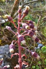 Makroaufnahme einer kleinen Pflanze im Gebirge im Mai 2020