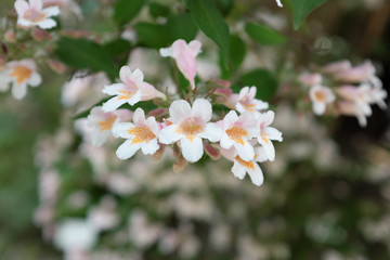 Kolkwitzia amabilis Graebn. (Caprifoliaceae), outdoor plants 2020
