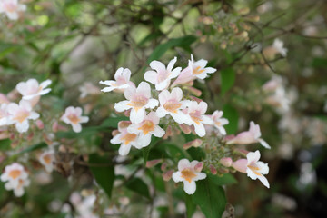 Kolkwitzia amabilis Graebn. (Caprifoliaceae), outdoor plants 2020
