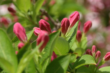 Pink Weigela Buds