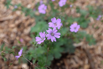 Geranium molle (Davesfoot geranium), outdoor plants 2020