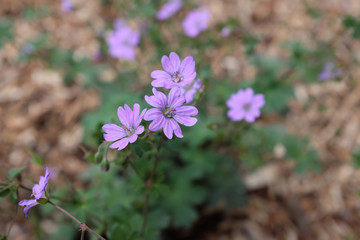 Geranium molle (Davesfoot geranium), outdoor plants 2020