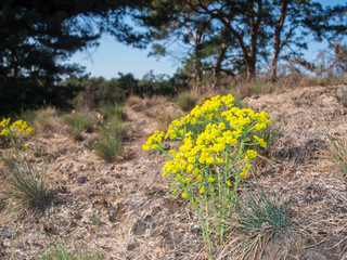 Euphorbia cyparissias_Spurge on a slope