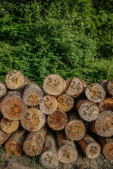 Tree Logs Stacked in a forest.