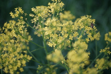Raps Blüte im Sommer