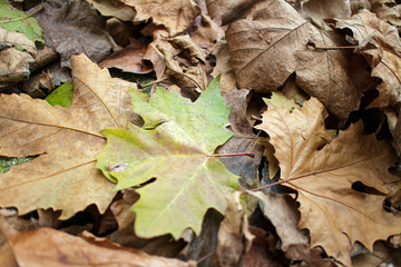 Autumn leaves on the floor