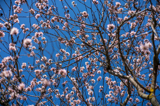 Detail photograph of the seeds of the cherry blossom tree with an azil sky in the background