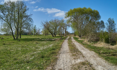 Fototapeta na wymiar unfixed rural lane on the island Elsflether Sand in the river Weser (Germany) surrounded by fresh green meadows and large trees on a bright and sunny spring day with vivid blue sky and white clouds.