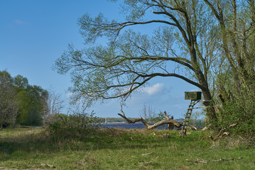 raised hide next to a large willow tree surrounded by a fresh green meadow on a sunny spring day with blue sky at the island Elsflether Sand in the river Weser (Germany)