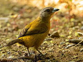 Closeup of a female Passerini's Tanager (Ramphocelus passerinii) sitting on the ground, Costa Rica