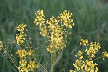 Raps Blüte im Sommer