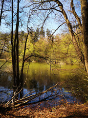 Obraz premium Wald