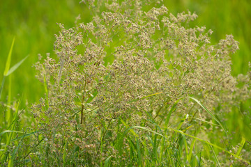 Green summer nature background with green grass. Spring floral landscape with green grass.
