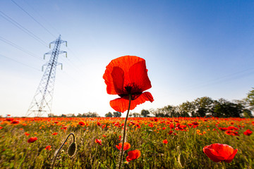 poppy and high voltage pylon