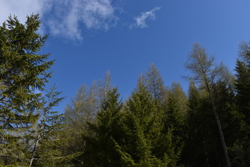 Fototapeta na wymiar Bäume ragen dem blauen Himmel empor Liechtenstein im Mai 2020
