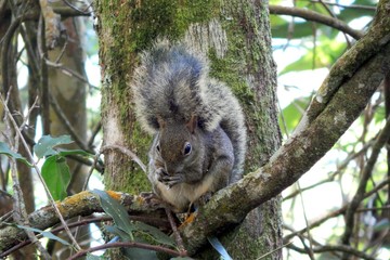 squirrel on tree