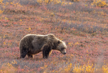 Obraz premium Grizzly Bear in Autumn in Denali National Park Alaska