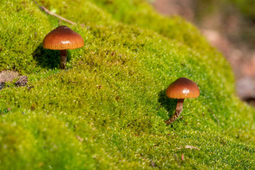 Two tiny mushrooms grow out of a bed of moss